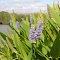 Marsh flowers