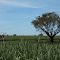 Paisagem rural
