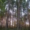 pine forest