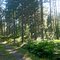 Summer in pineforest