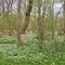 Wood anemones in Dalby Söderskog National Park east of Lund in Skåne. May 2010.