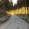 Skog