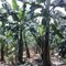 Plantas de Banano, Lorenzo de Garaicoa, Guayas