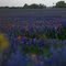 Bluebonnets