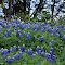 Bluebonnets