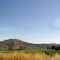 Viñedo