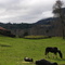 Dehesa, con pingo