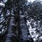 arboles nevados
