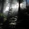"En el Bosque",   Huerquehue National Park, Pucón-CHILE / By Jorge Campos Vivallos
