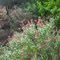 Solo plantas naturalmente crecidas