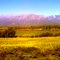 CAMPO EN VERANO