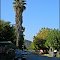 ► Palmera gigante en el centro de Graneros ®