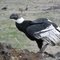 Condor en la Reserva Nacional Coyhaique