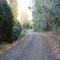Gumera en Otoño (May2008)