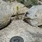 Geodetic marker