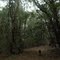 Cordillera de la Costa, bosque nativo (no dejar basura acá, no hacer fuego)