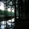 Bosque Pinos inundados - Lomas Coloradas