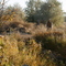 Pheasent Hunting Near West of Blackfoot