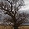 Bare tree. January. Pasture on the Snake River Plain near Blackfoot, Idaho