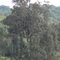 Eucalyptus globulus gigante