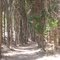 Bosque Longotoma