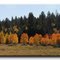 Fall Aspens near Cedar Breaks