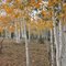 Fall Aspens
