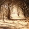 Bosques