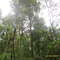 bosque 9 region chile, playa linda, km10 villarica pucon