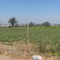 Plantación de tomates