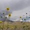 Near salt flats, UT