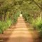 Path to the farm