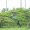 Cajueiro-Pernambuco