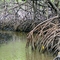 Mangue-Cabo de Sto Agostinho