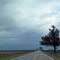 Lonely Tree