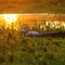 Pantanal Paiaguás - Ms - Brasil