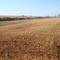 Campo de Trigo
