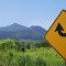 Rodovia Regis Bittencourt