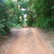 Estrada atrás do Bosque