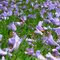 Flores de jacarandá-mimoso - São Paulo, SP, Brasil.