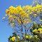 Florada do Ipe Amarelo - Morumbi - São Paulo