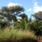 Estrada vicinal Brodowski - Serrana, região do córrego Matadouro