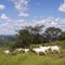 Garças, Nelores e Montanhas na Rodovia Brodowski - Serrana