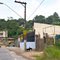 Av. Mico-leão-dourado