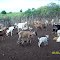 Cabras do Tio Bá