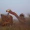 sugarcane harvest