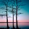 Three Cypress
