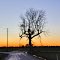 VIRGINIA: SURRY: tree at dusk: Golden Hill Road (S.R. 616) intersects with Runnymede Road (S.R. 622)