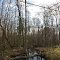 VIRGINIA: SURRY: fallen tree in swamp on Beechland Road (S.R. 626) composite
