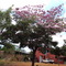 YPÊ_20-07-2009_AV. PIRAMBÓIA